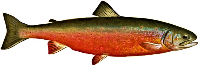 Arctic char illustration