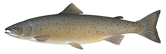 Atlantic salmon illustration