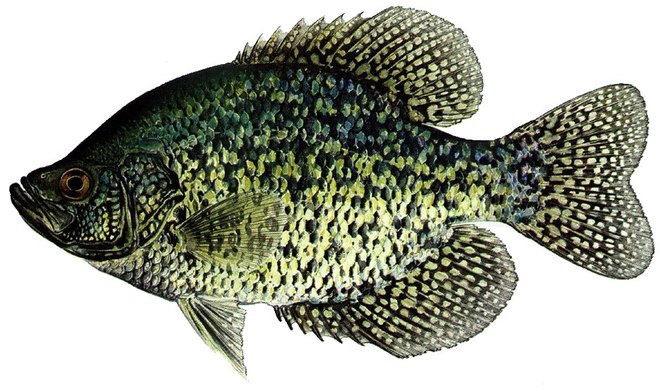 Black crappie illustration