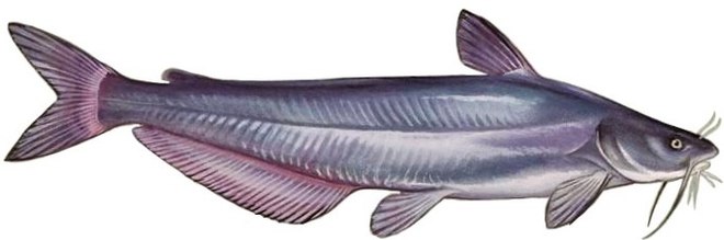 Blue catfish illustration