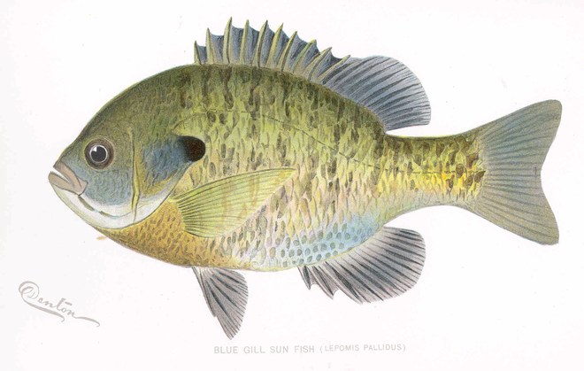 Bluegill illustration