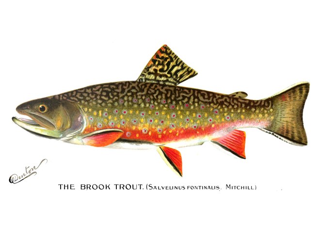 Brook trout illustration