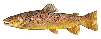 Brown trout illustration