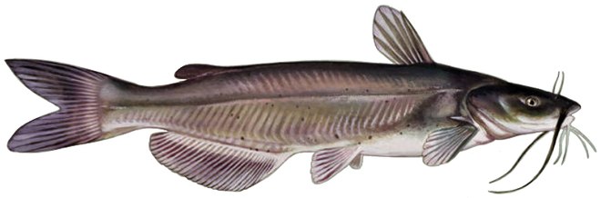Channel catfish illustration
