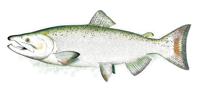 Chinook salmon illustration