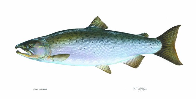 Coho salmon illustration