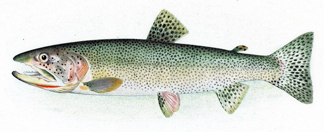 Cutthroat trout illustration