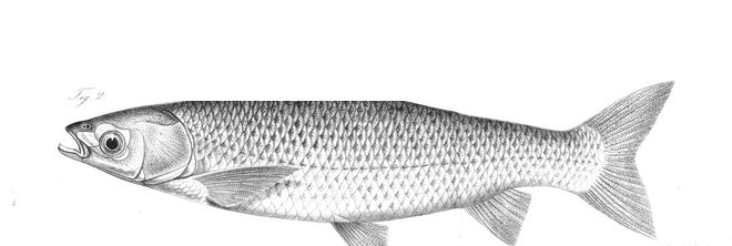 Grass carp (triploid) illustration