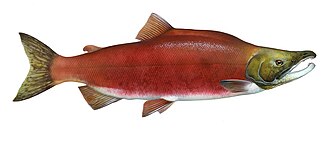 Kokanee illustration