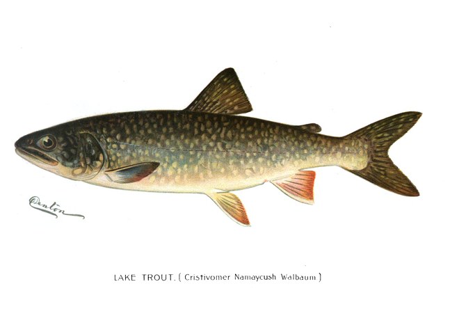 Lake trout illustration