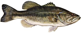 Largemouth bass illustration