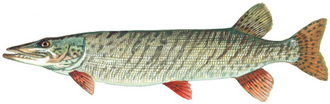 Muskellunge illustration