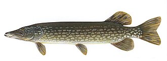Northern pike illustration