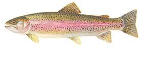Rainbow trout illustration