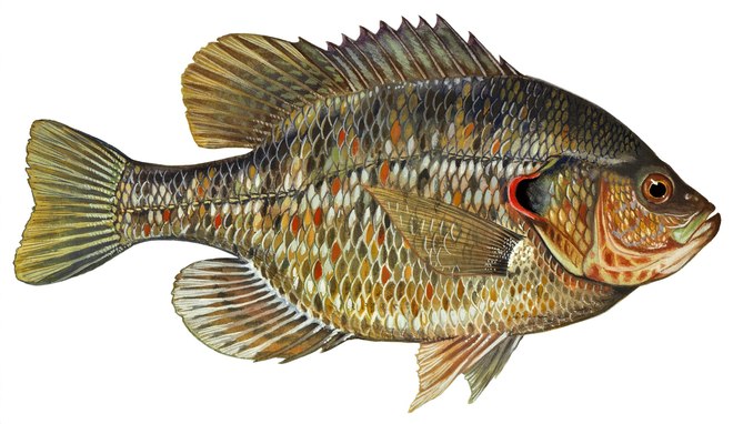 Redear sunfish illustration