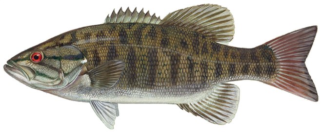 Smallmouth bass illustration