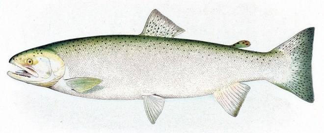Steelhead illustration