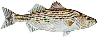 Hybrid striped bass (wiper) illustration