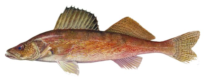 Walleye illustration