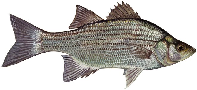 White bass illustration