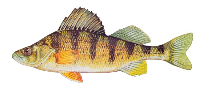 Yellow perch illustration